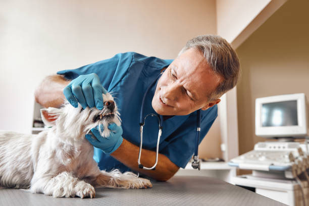 Best Emergency Dental Surgery in Van, TX